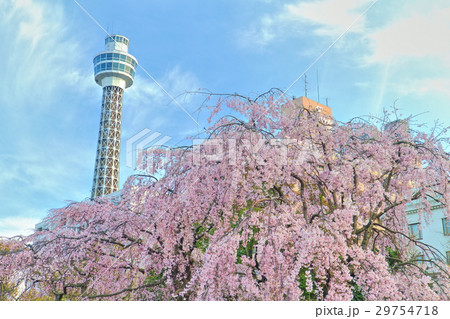 横浜マリンタワーと枝垂れ桜 横浜マリンタワーと枝垂れ桜 29754718