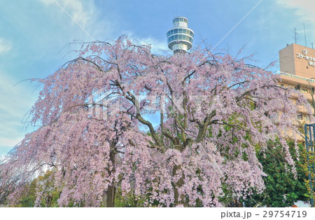 横浜マリンタワーと枝垂れ桜 横浜マリンタワーと枝垂れ桜 29754719