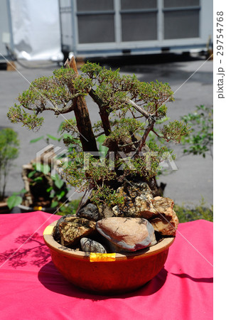 Bonsai tree creatively made from wild trees Bonsai tree creatively made from wild trees 29754768