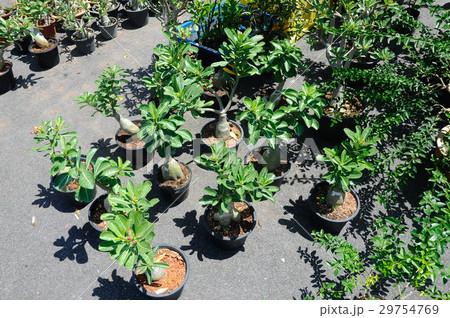 Adenium obesum flower Adenium obesum flower 29754769