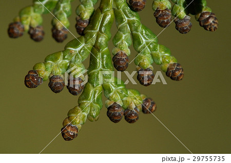 自然 植物 ヒノキ、二月下旬。葉先に雄花が出てきます。未熟な状態では黒い色です 自然 植物 ヒノキ、二月下旬。葉先に雄花が出てきます。未熟な状態では黒い色です 29755735