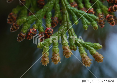 自然 植物 ヒノキ、四月初旬の雌花と雄花。手前が雌花で奥の赤が雄花です 自然 植物 ヒノキ、四月初旬の雌花と雄花。手前が雌花で奥の赤が雄花です 29755828