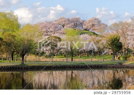 さきたま古墳の春 丸墓山古墳 さきたま古墳の春 丸墓山古墳 29755956