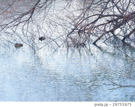 冬の湖 冬の湖 29755975