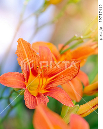 Hemerocallis - Beautiful daylily flowers blossom Hemerocallis - Beautiful daylily flowers blossom 29757419