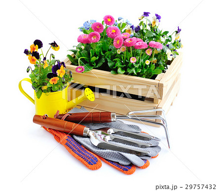 Gardening tools and flowers on white background 29757432