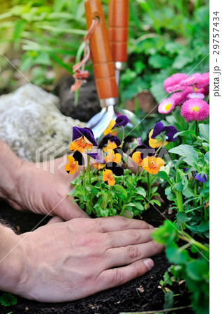 Gardeners hands planting flowers in a garden 29757434