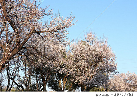 木の花「ベニバスモモ」山田池公園：大阪府枚方市 29757763