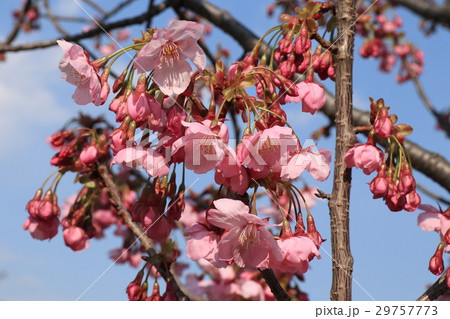 桜の花「寒緋桜」山田池公園:大阪府枚方市 桜の花「寒緋桜」山田池公園:大阪府枚方市 29757773