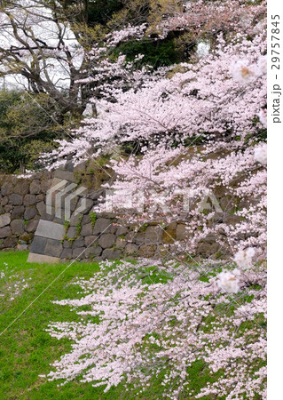 千鳥が淵の桜 2017年4月 千鳥が淵の桜 2017年4月 29757845