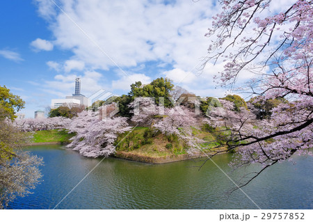 千鳥が淵の桜　2017年4月 29757852