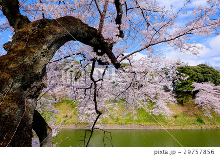 千鳥が淵の桜 2017年4月 千鳥が淵の桜 2017年4月 29757856
