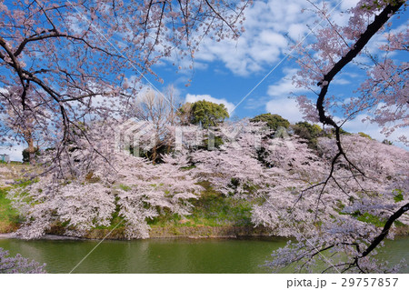 千鳥が淵の桜 2017年4月 千鳥が淵の桜 2017年4月 29757857