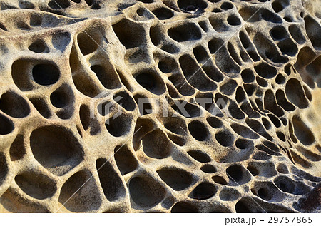 高知　竜串海岸　奇岩　タフォニ 29757865