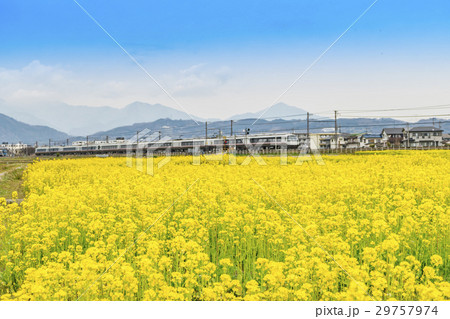 菜の花畑　小田急線　特急ロマンスカー　30000形　EXEα 29757974