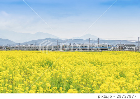 菜の花畑　小田急線　4000形 29757977