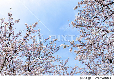 青空と桜 29758003