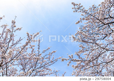 青空と桜 29758004