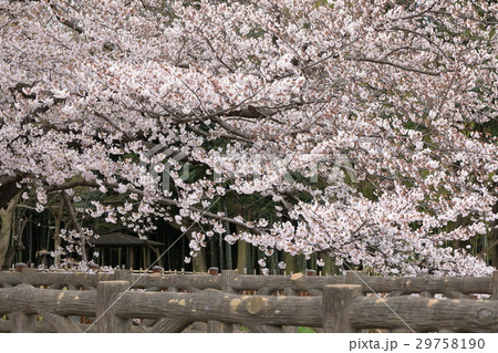 見沼田んぼの桜 見沼田んぼの桜 29758190