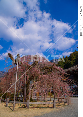 枝垂桜咲く身延山久遠寺 29758241