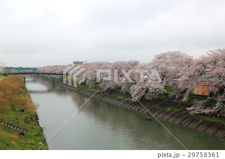犀川の桜並木（岐阜県大垣市墨俣） 29758361