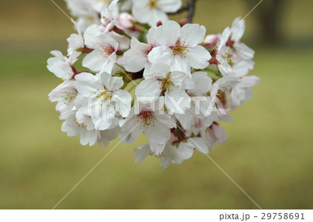 桜 桜 29758691
