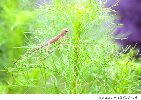 Real lizard resting on a wet green leaf Real lizard resting on a wet green leaf 29758734