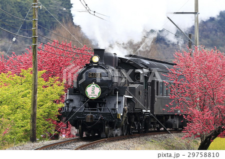 春の大井川鉄道SL 29758810