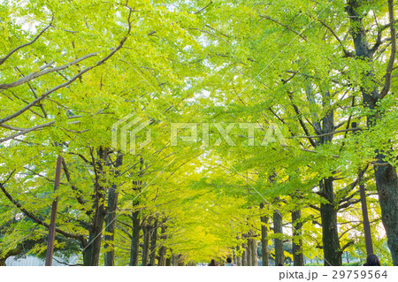 Autumn Autumn 29759564