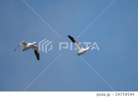 青空バックに飛翔するハクガン 29759594