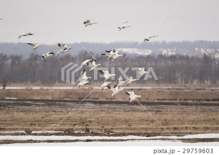 渡り途中、十勝平野に立ち寄ったハクガン 29759603