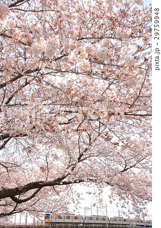 東武東上線と桜 29759948