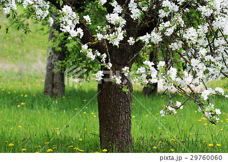 Spring blossom background. Beautiful nature scene 29760060