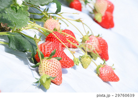 いちご農園・いちご狩り 29760639