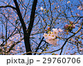 青空と桜 青空と桜 29760706