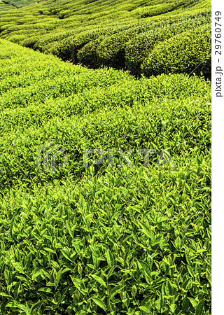 tea plantation in the mountaintop 29760749