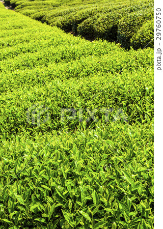 tea plantation in the mountaintop 29760750