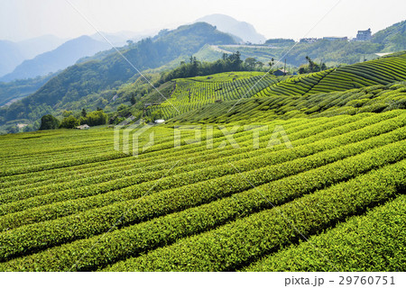tea plantation in the mountaintop 29760751