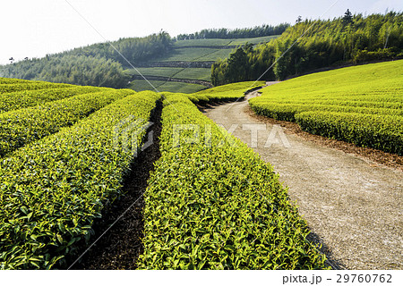 tea plantation in the mountaintop 29760762