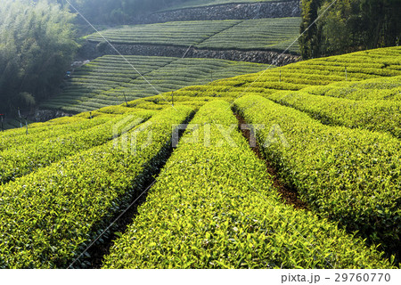 tea plantation in the mountaintop 29760770