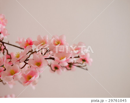 COLOR PHOTO OF CHERRY BLOSSOM IN FULL BLOOM 29761045