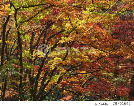 紅葉の林（富山県） 29761645