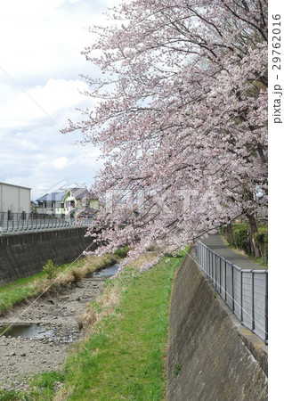 咲き乱れる桜 29762016