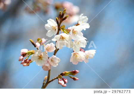 桜 29762773