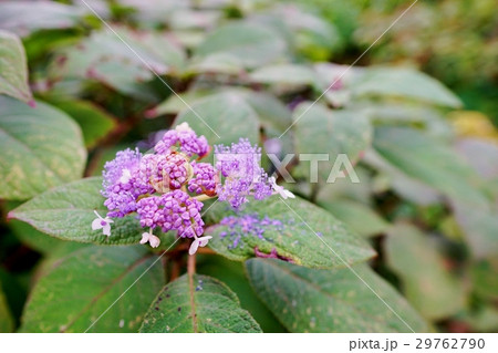 タマアジサイ 29762790