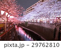 目黒川の夜桜 29762810