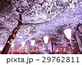 目黒川の夜桜 29762811