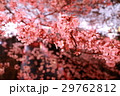 目黒川の夜桜 29762812