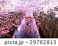 目黒川の夜桜 29762813