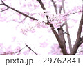 桜 29762841